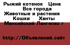 Рыжий котенок › Цена ­ 1 - Все города Животные и растения » Кошки   . Ханты-Мансийский,Лангепас г.